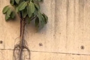 【動画】植物の生きようとする力が凄すぎるw(ﾟoﾟ)w