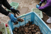 【悲報】広島産の牡蠣がほぼ全滅 全国生産の8割占めるエリア