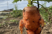 【画像】とんでもないニンジンが掘り起こされる