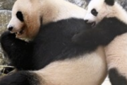 【悲報】和歌山のパンダ全４頭、中国返還へｗｗｗｗｗｗｗｗｗ