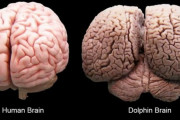 【画像】イルカの脳みそ、人間よりデカい・・・w