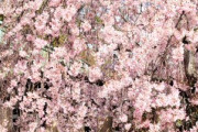 弓弦羽神社の満開の枝垂れ桜