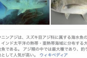 【スカッと動画】鳥さん、飛べるからって調子に乗りすぎてしまう‥‥魚（アジ）「そろそろ反撃していいですか？」→