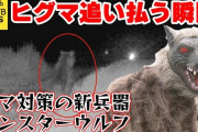 クマ対策の新兵器モンスターウルフ　北海道奈井江町  [7/5]