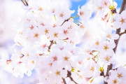 外出自粛で花見できてない人の為に桜の写真を貼っていくよｗｗｗ