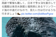 日本にいるパンダの数→13頭、日本にいるラッコの数→
