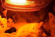 犬は喜び庭駆け回る　猫はこたつで丸くなる←これ