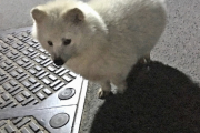 【朗報】アルビノのタヌキ、かわいい