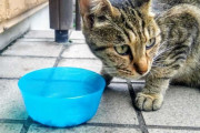 「無責任なエサやり止めて！！」悲痛な訴えがまさかの炎上　野良猫エサやり問題、投稿者に聞いた真意