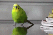 【動画】鳥さん、実はメチャクチャ足が速いｗｗｗｗｗｗｗｗｗｗ