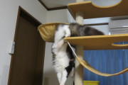 【再掲】キャットタワーってエラく急勾配な構造が多い気がする。  昇る時は良いが、降りる時は踏み外して落ちそう。