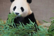 【閲覧注意】パンダ、笹以外の味を覚えてしまう…