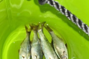 この魚の食い方教えて（※画像あり）