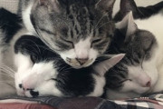 【ねこ画像】ストーブの前で気持ち良さそうに眠る猫さん…冬の特等席ですねwww