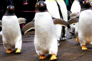 動物園「一番人気なのはペンギンです」←はぁぁあああ！？？