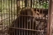 【動画】たった1m強の熊でもこのレベルってやばすぎだろ...