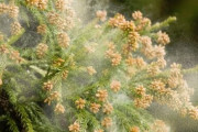 【悲報】東京2月の花粉飛散量、昨年の『約20倍』　これはまだ序盤でこれから本格化
