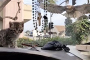 【動画】鷹に狙われてしまった子猫ちゃん、鉄壁のガードに守られて助かる。
