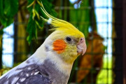 オカメインコかわいい！