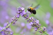 【画像】ラベンダー畑でクマバチ撮った