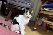 【ねこ画像】普段入れない部屋に入れてワクワクする猫さん達…探検中のご様子ですwww