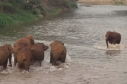 川を渡る象の群れで遅れてしまった1頭。その鳴き声をきいた仲間たちの行動に驚き！