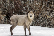 クマは3回遭遇したことあるがカモシカは見たことない