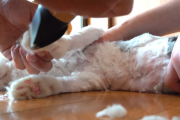 猫系YouTuberさん、独学で飼い猫をトリミング→ヤバすぎる仕上がりに視聴者ドン引き「猫がかわいそう」「素人がやるな」