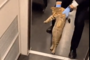 お客さんチケット持ってないよね？堂々と無賃乗車しようとする猫を引きずり下ろす。海外の反応