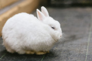 うさぎ「繁殖力高いです、まろやかで美味しいです、コスパ良いです」←こいつが肉にされない理由