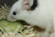 【画像】ワイのネズミがかわいい