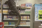 二度見どころの騒ぎじゃない！？コンビニ行ったら巨大オオトカゲが来店していた件。（タイ）