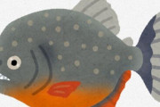 凶暴なイメージがあるピラニアさん、人が池に落ちてもまったく攻撃してこないクソ雑魚だった