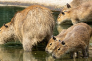 海外「カピバラになりたい・・・」日本の温泉でくつろぐカピバラに癒される外国人たち