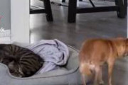 猫に気を使いすぎる犬ｗｗｗｗｗ