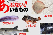 【要注意】危険がいっぱい！釣りで見かける有毒魚の注意すべき部位とは？