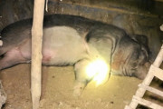 【悲報】体重120キロのイノシシが突然大暴れ！愛情を込めて育てていた飼い主が死亡