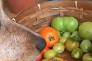 【イヌ】 トマトのヘタを取るのは面倒だ。任せてだワン♪ → 目の前に犬がいれば簡単です…