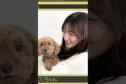 【日向坂46】実家の犬が懐かない河田陽菜 #日向坂46 #河田陽菜 #KAWADA #犬