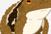 【画像あり】庭にめっちゃでかい蛙いた