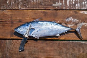 魚さばくときなんでウロコ取るんだ？