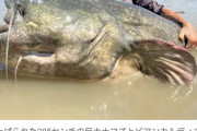 【画像】イタリアで超巨大ナマズが釣り上げられるｗｗｗｗｗｗｗｗｗｗｗｗｗｗｗｗｗｗｗｗｗｗｗｗｗｗ