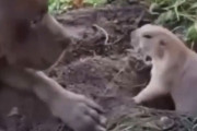 穴掘りするプレーリードッグが犬におしりをペチペチされて…カンカンに怒る