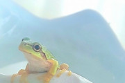 【動画】くっっそ可愛いカエル、発見される・・・