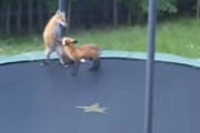 トランポリンを見つけた野生のキツネが海外で話題沸騰中  海外の反応