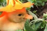 アヒルのヒナにお花の帽子をかぶせたらば。悲しい気分のあなたはこの動画で癒しをもらおう