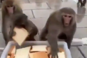 【動画】猿の目の前に食パンを置いた結果ｗｗｗｗｗｗｗｗｗ