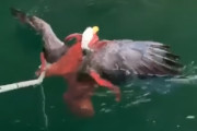 タコ系パニック映画かと...タコがハクトウワシを襲う現場がとらえられる（カナダ）