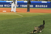 野球の試合中にグランドに乱入したもの