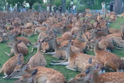 奈良の鹿がスゴイから見てくれｗｗｗｗｗｗｗｗｗｗｗ